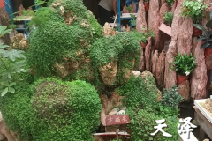 元氏假山石盆景